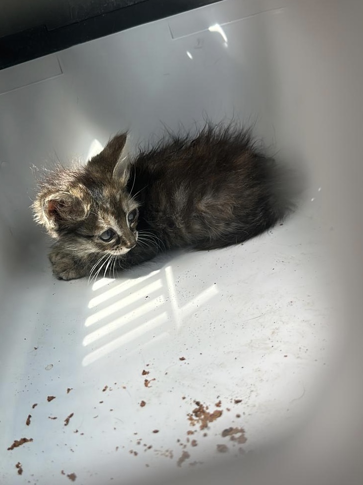 Tiger-Kitten Keke