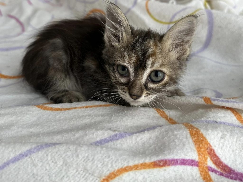 Tiger-Kitten Keke