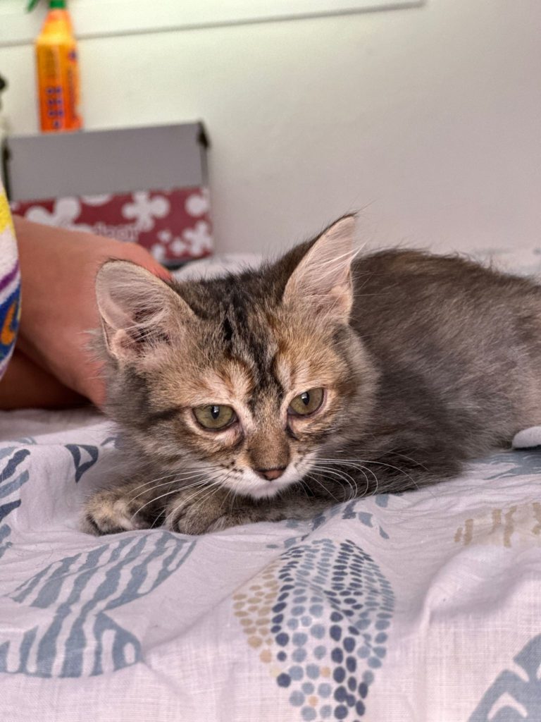 Tiger-Kitten Keke