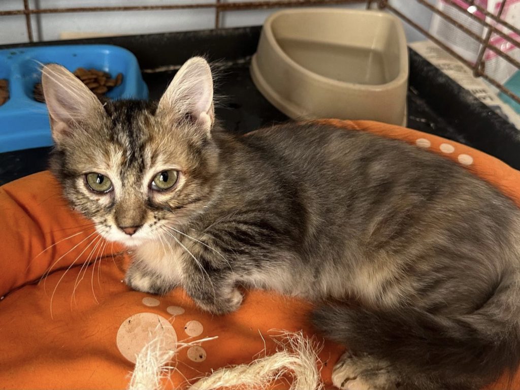 Tiger-Kitten Keke