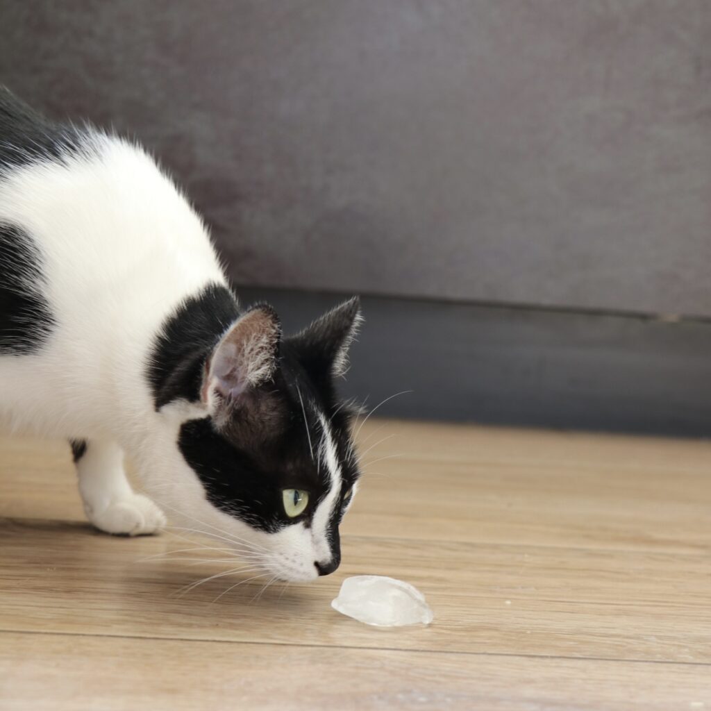 Eiswürfel als Katzenspielzeug