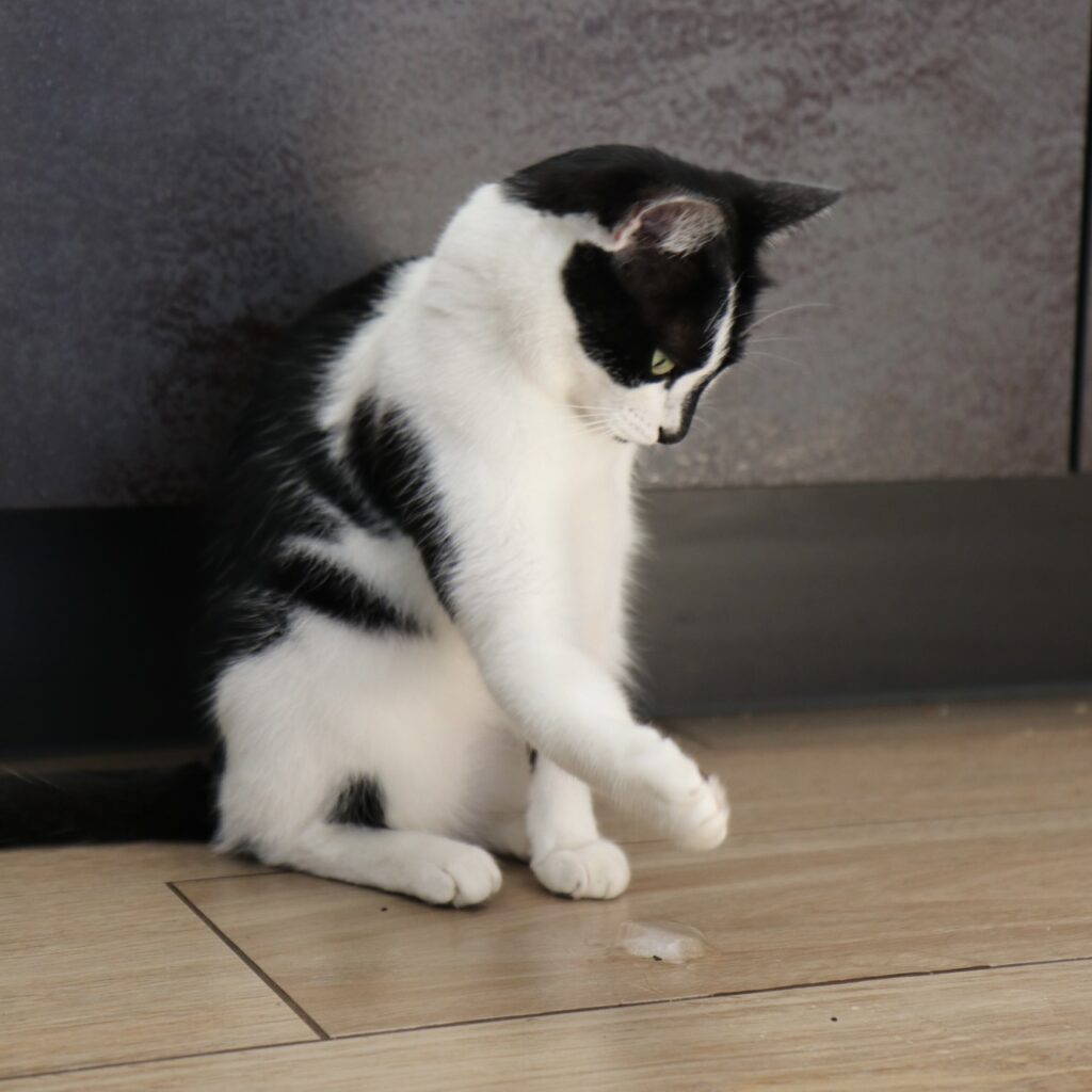 Eiswürfel als Katzenspielzeug
