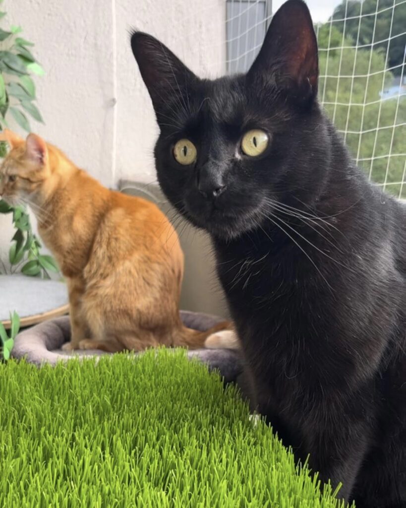 Grasteppich für Katzen