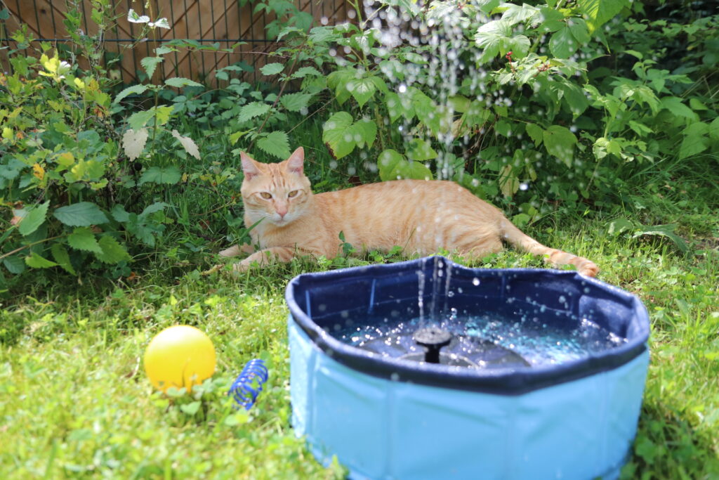Katzenpool
