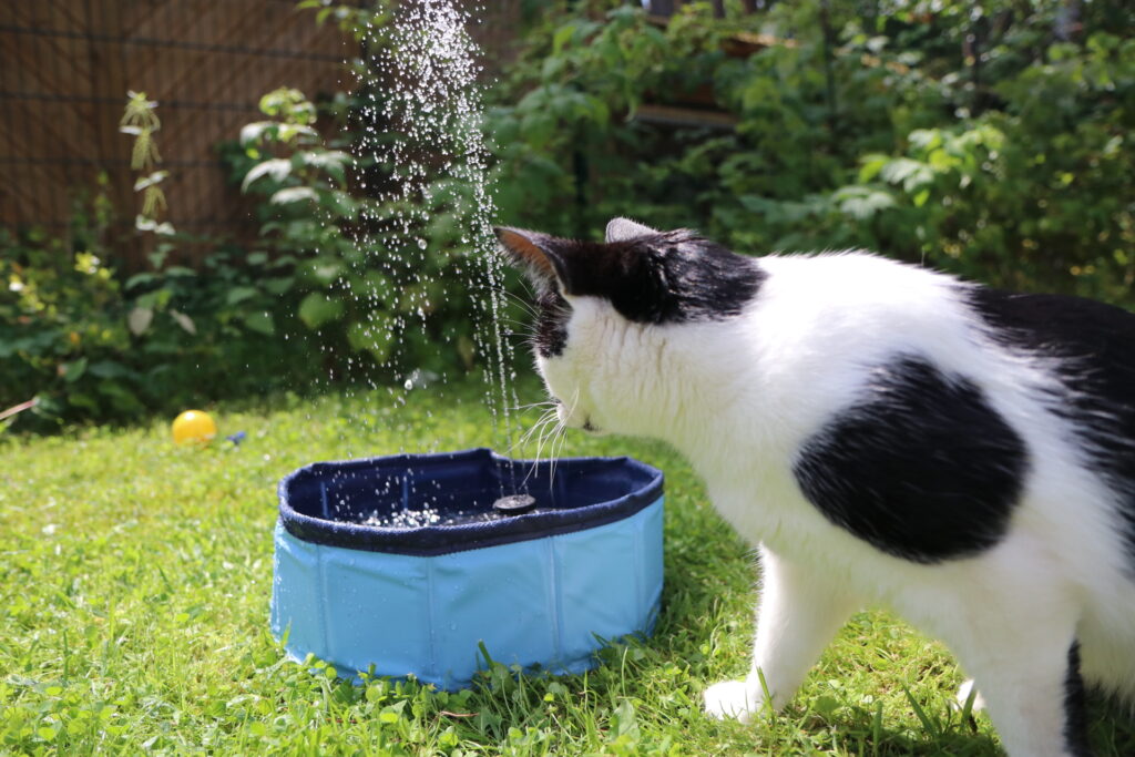 Katzenpool