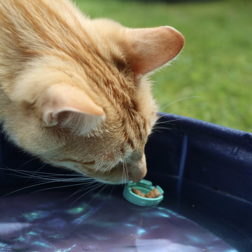 Leckerlis im Katzenpool