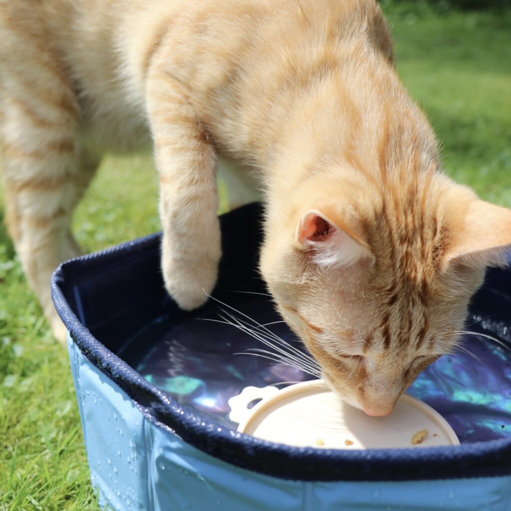 Leckerlis im Katzenpool