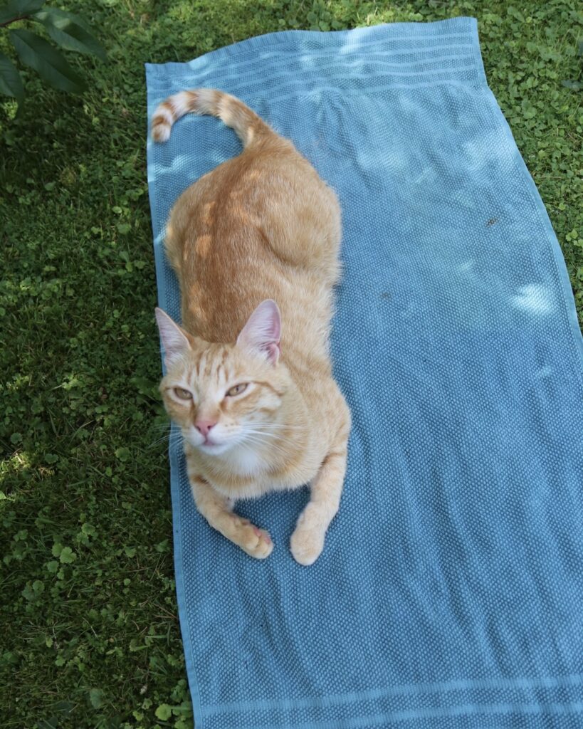 Nasses Handtuch zur Abkühlung von Katzen