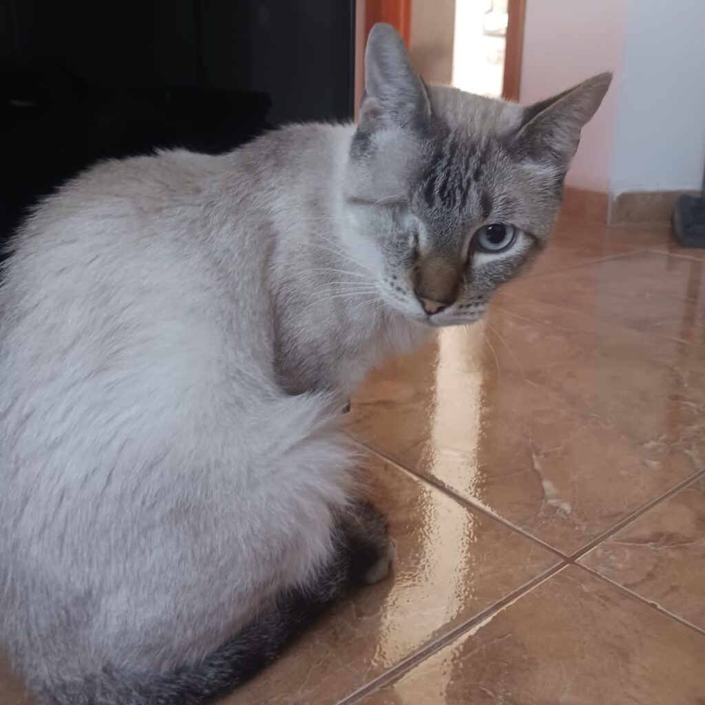Siam-Mix-Kater Arthie