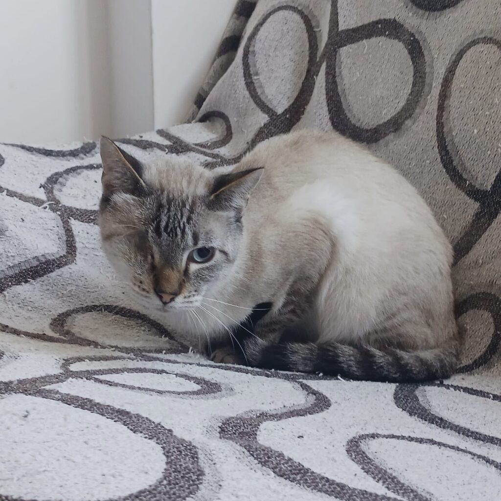 Siam-Mix-Kater Arthie