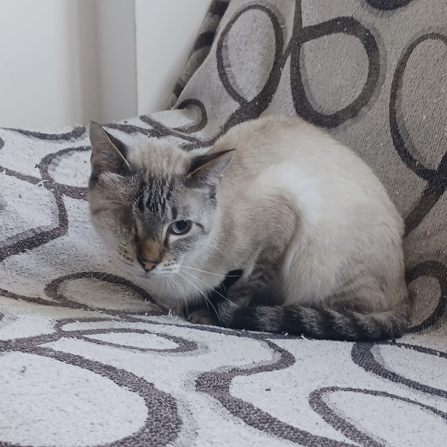 Siam-Mix-Kater Arthie