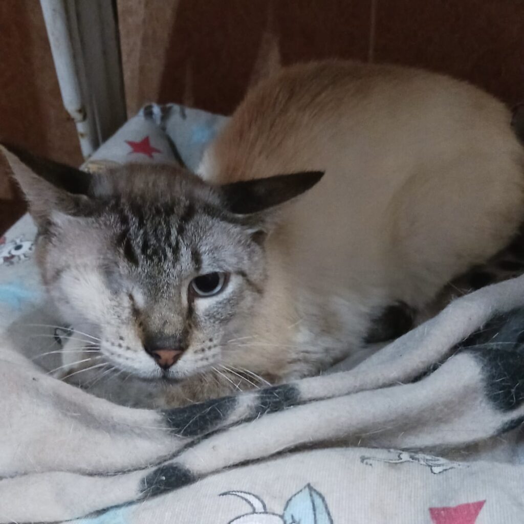 Siam-Mix-Kater Arthie