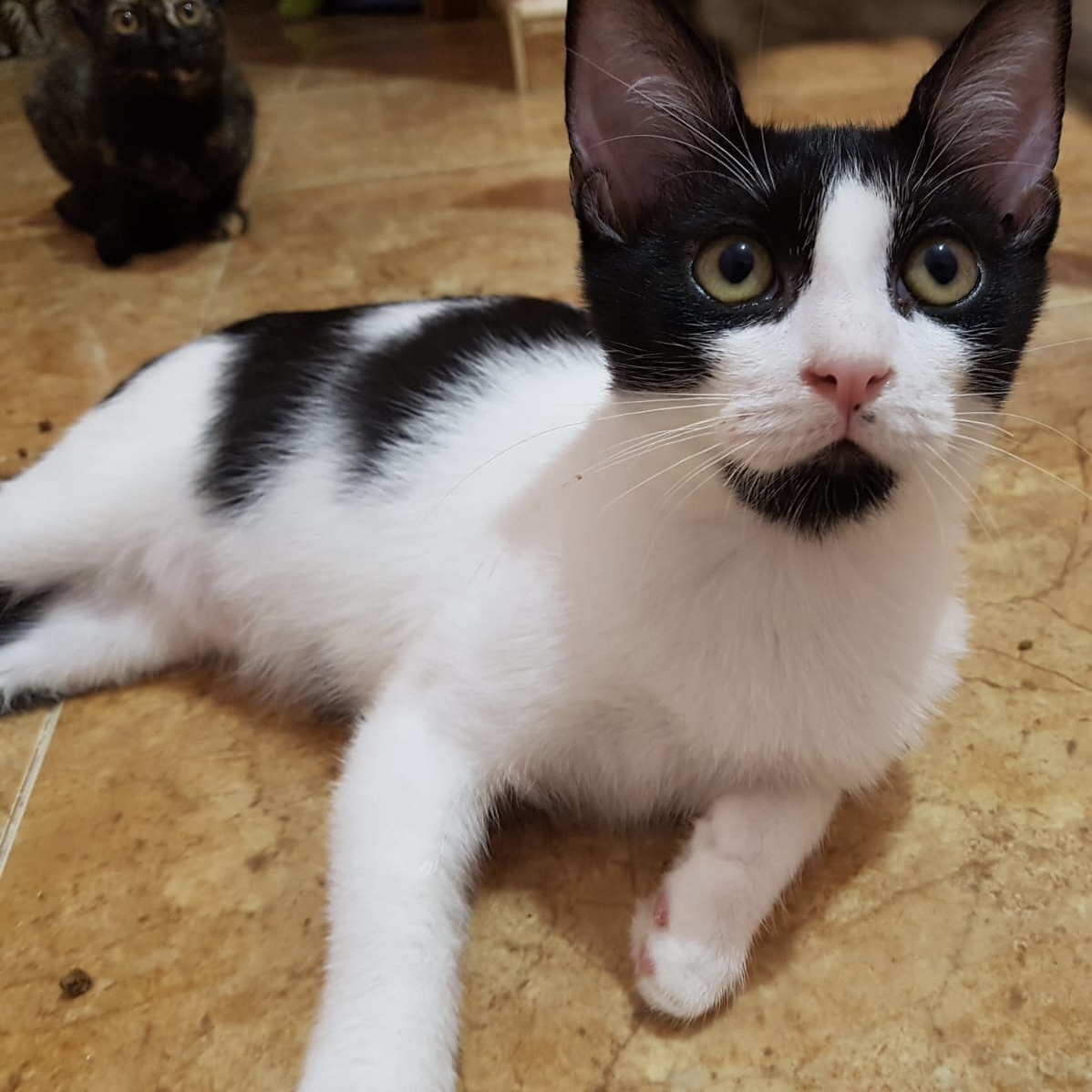 Felipe