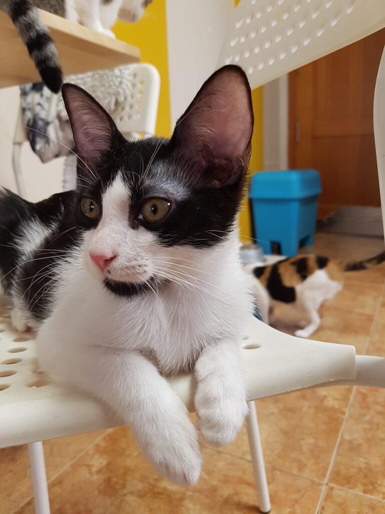 Felipe