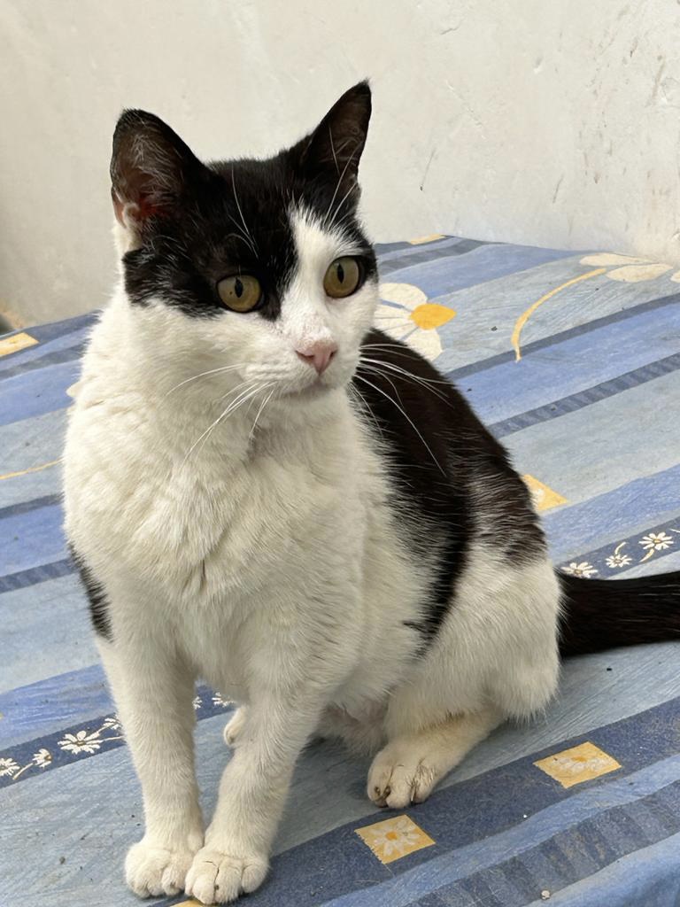 Frida-Pebbles