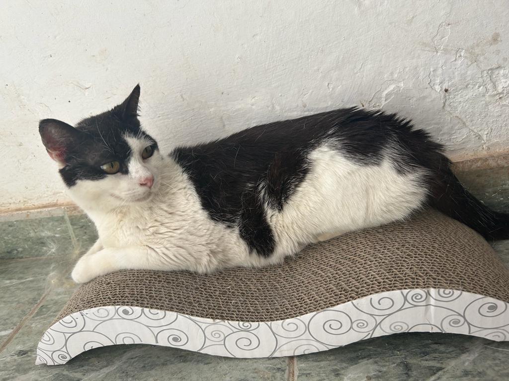 Frida-Pebbles