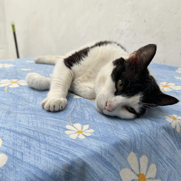 Frida-Pebbles