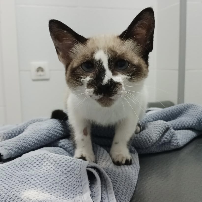Siam-Mix Mina-Freya