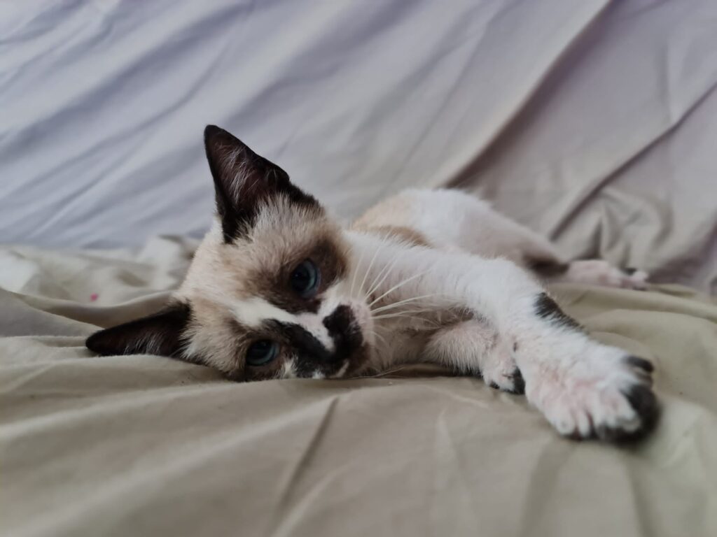 Siam-Mix Mina-Freya