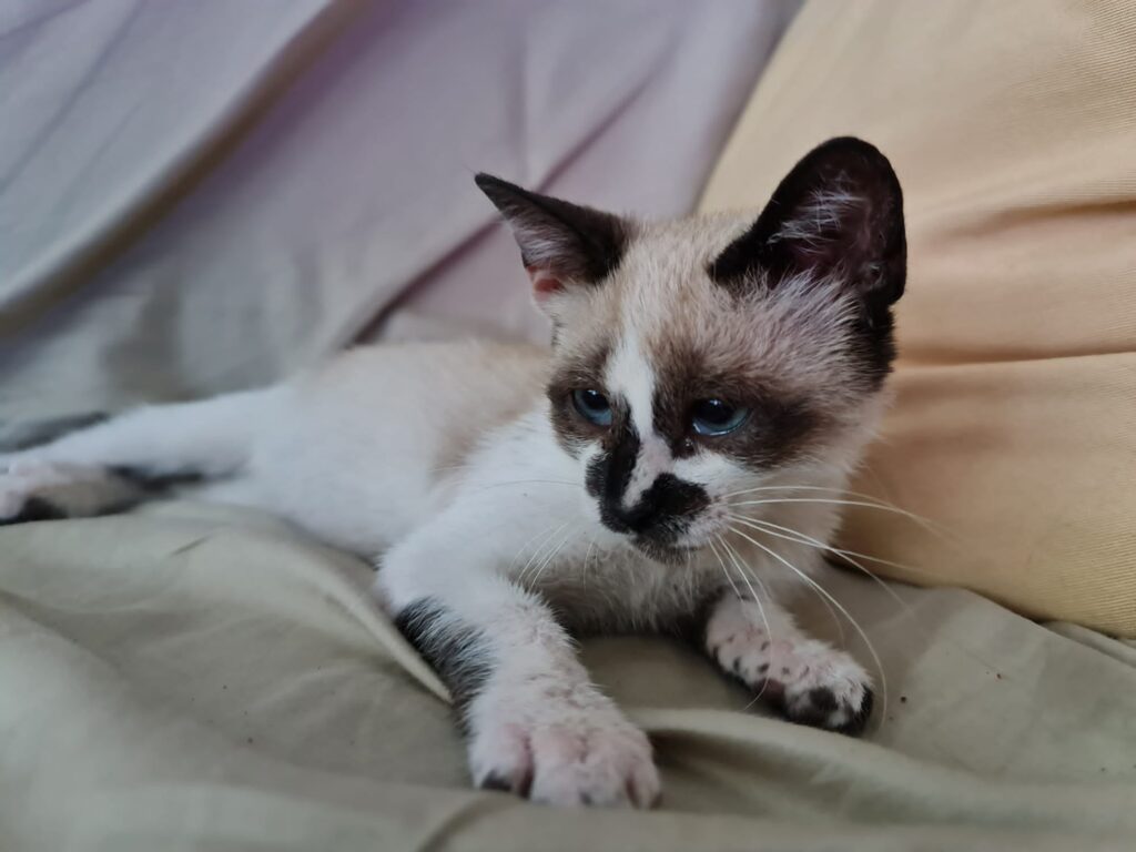 Siam-Mix Mina-Freya