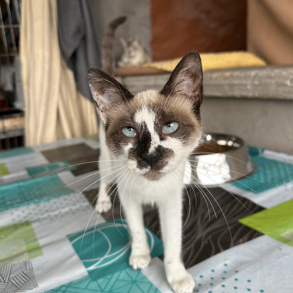 Siam-Mix Mina-Freya