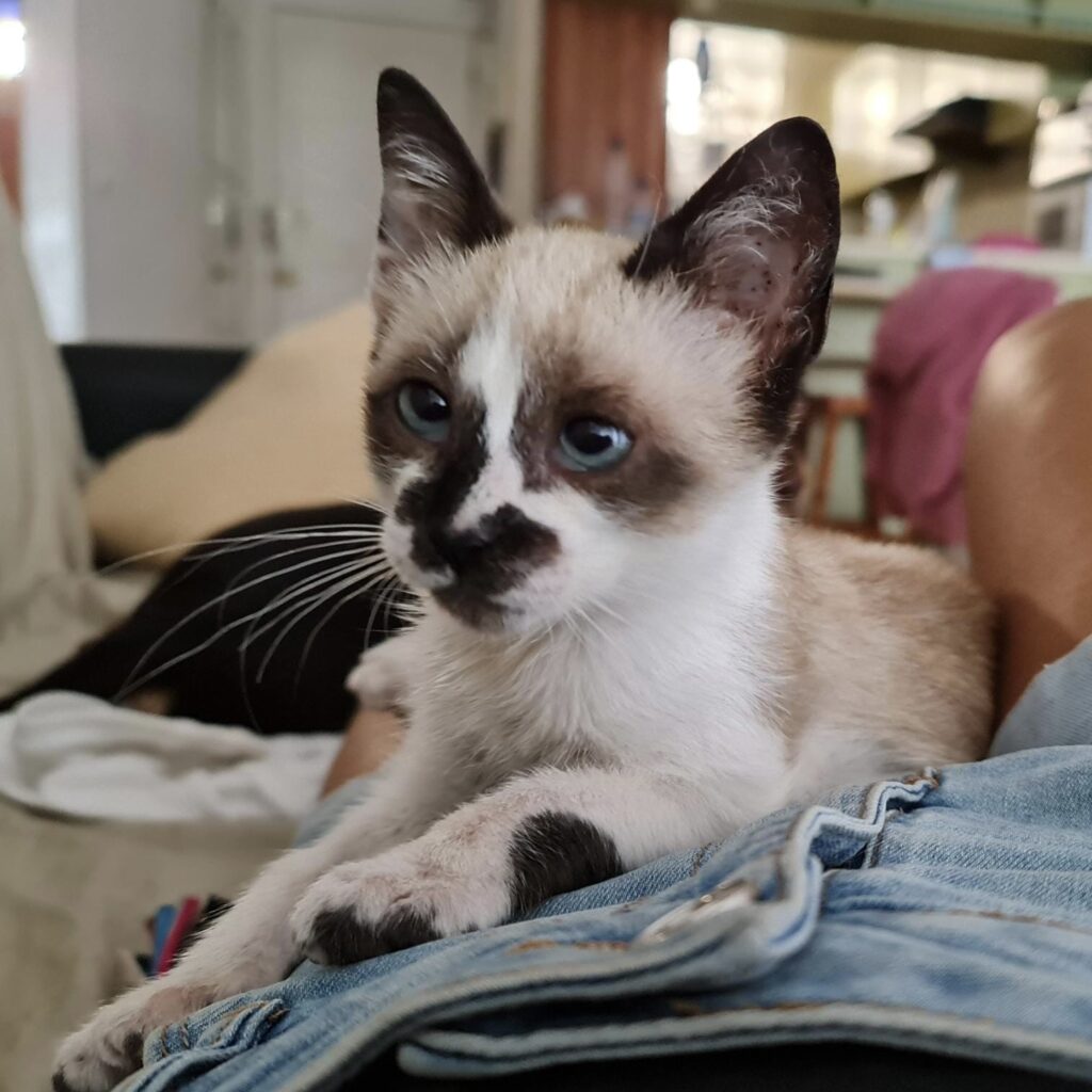 Siam-Mix Mina-Freya