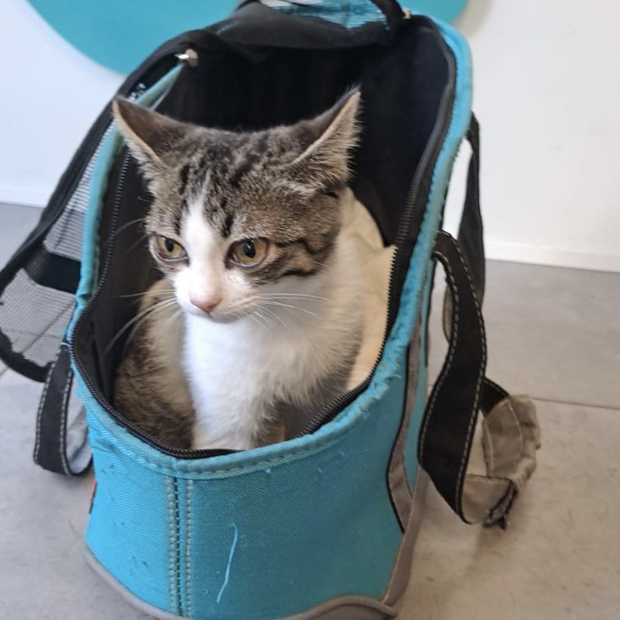 Tigerkitten Spirit