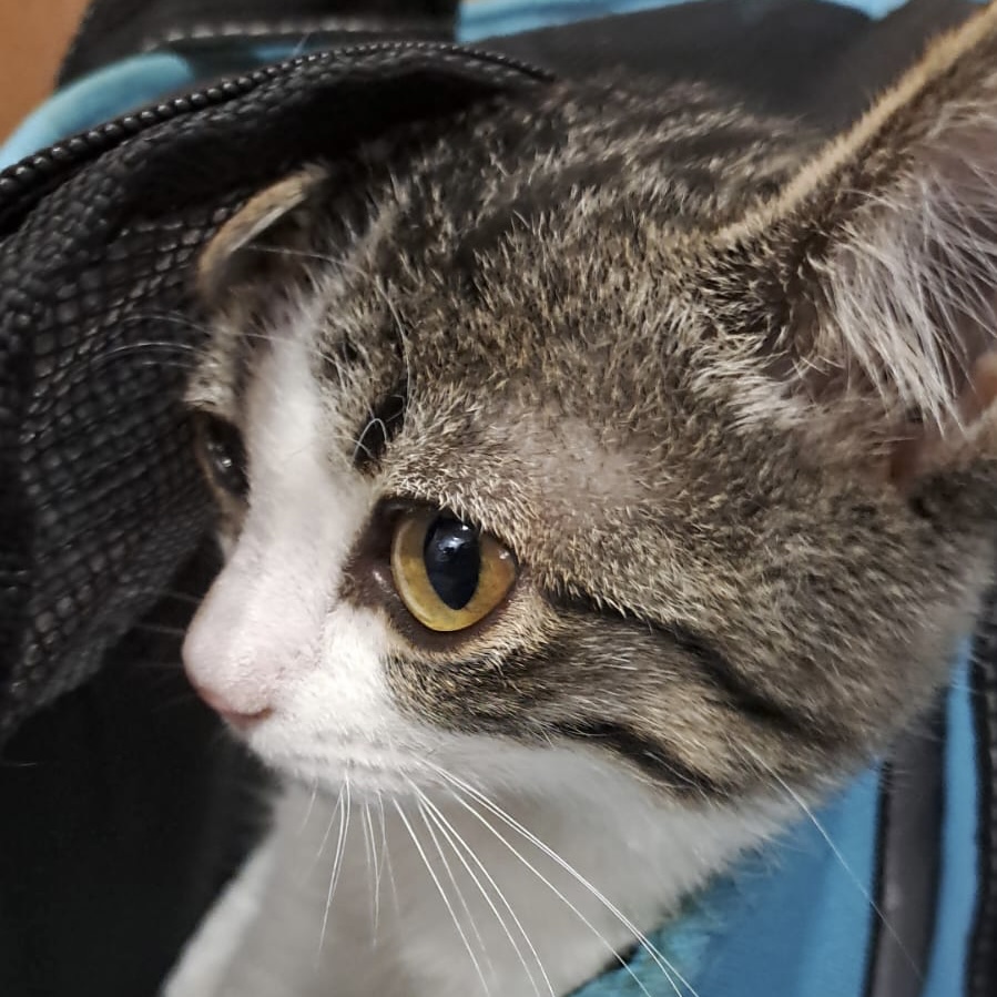 Tigerkitten Spirit