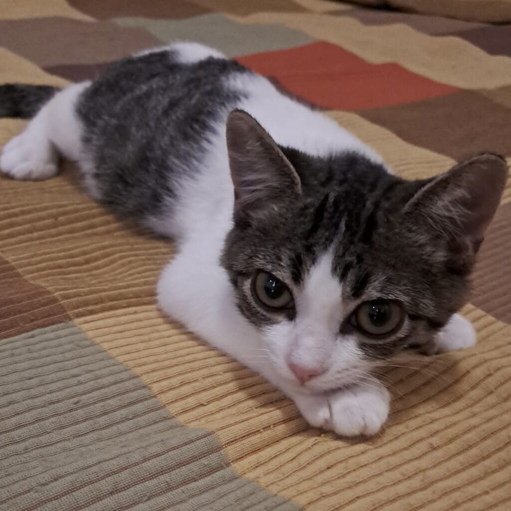 Tigerkitten Spirit