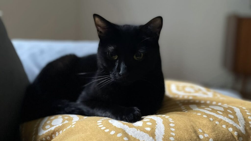 Schwarzer Kater Nio