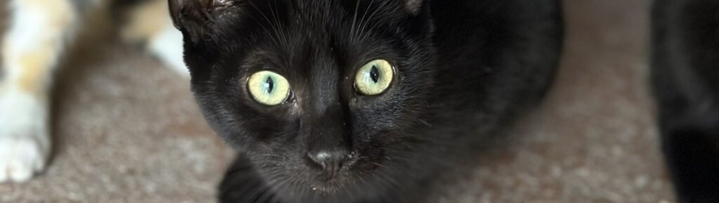 Schwarze Katze