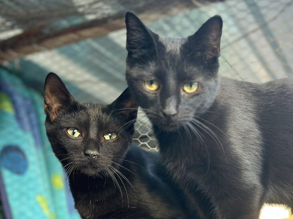 Schwarze Katze