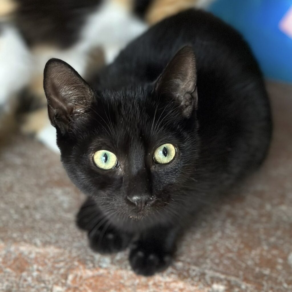 Schwarze Katze