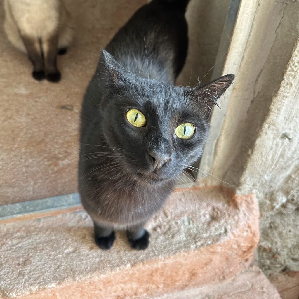 Schwarze Katze