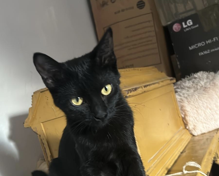 Schwarze Katze