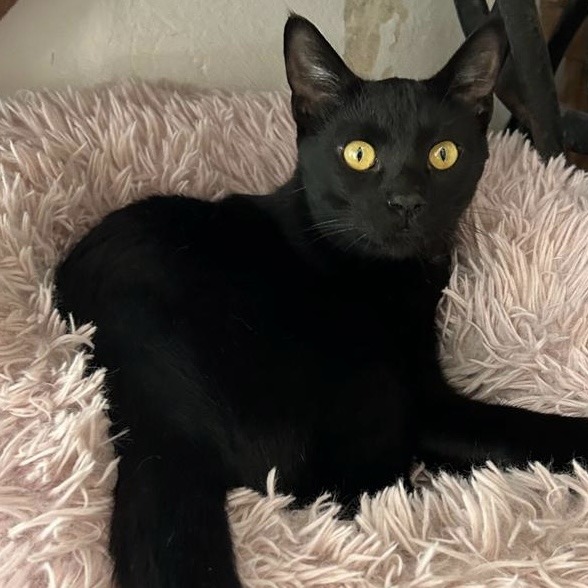 Schwarze Katze