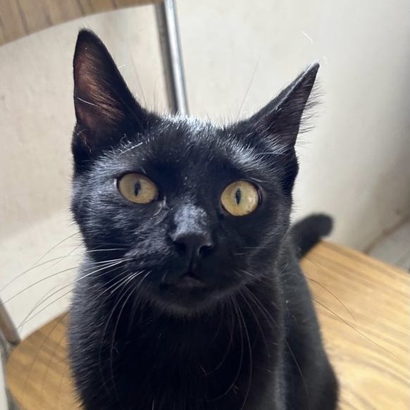 Schwarze Katze