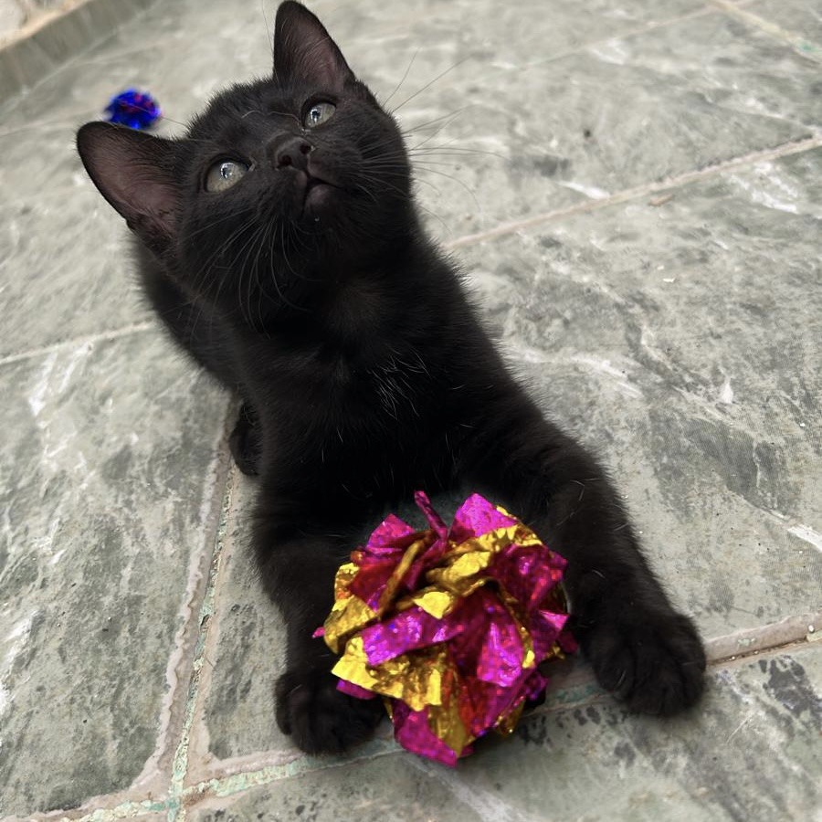 Schwarze Katze
