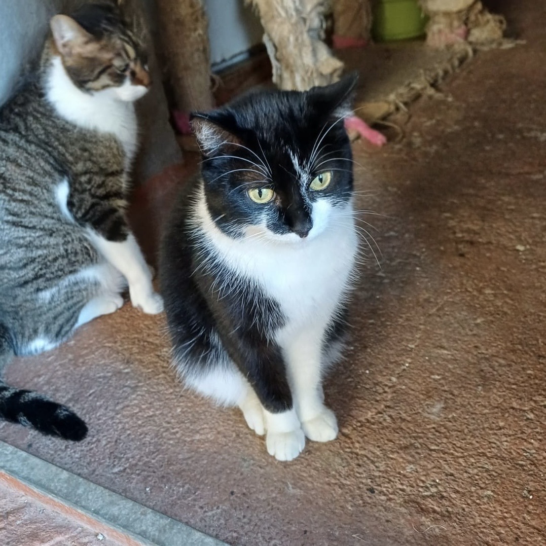 Katze