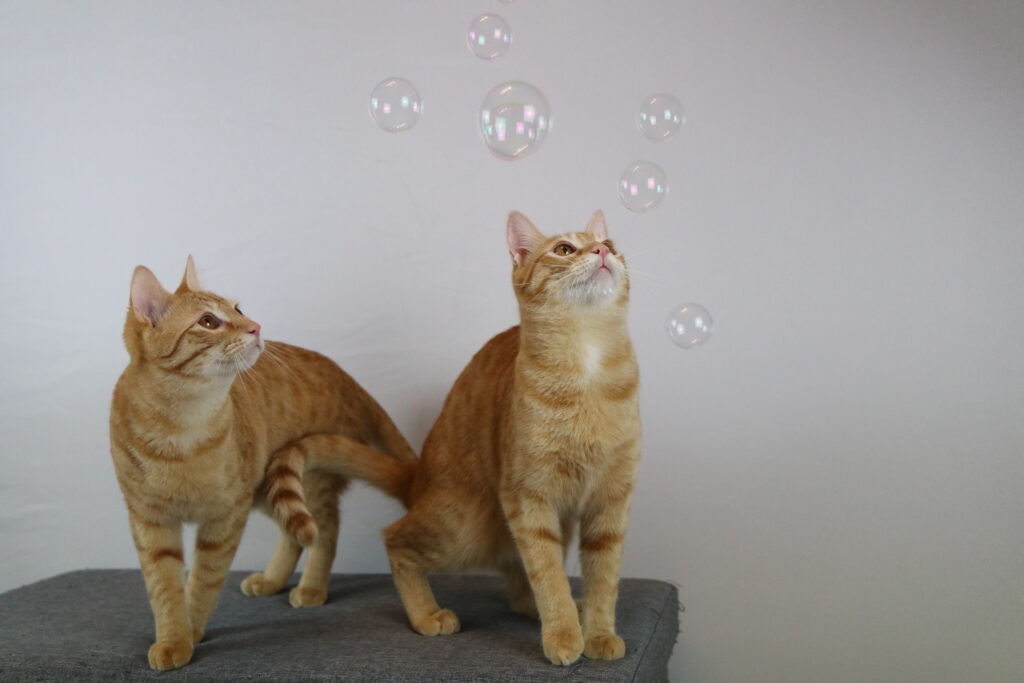 Katze mit Baldrianseifenblasen