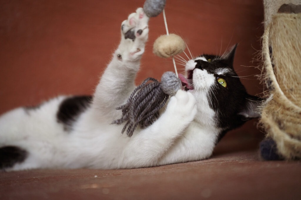 Angelspiele mit Katzen