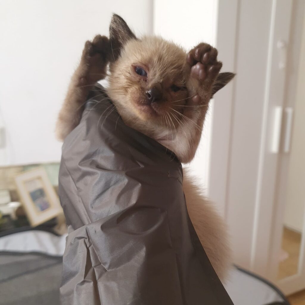 Kitten in Not