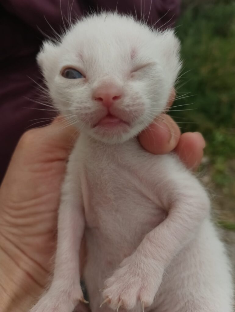 Kitten in Not