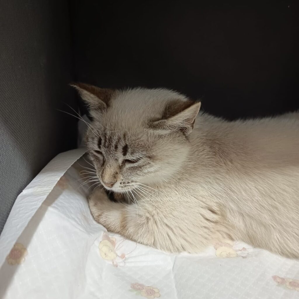 Kitten in Not