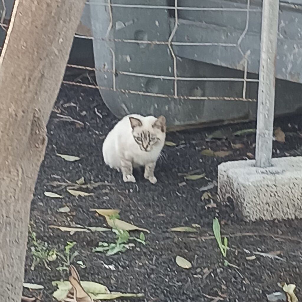 Kitten in Not
