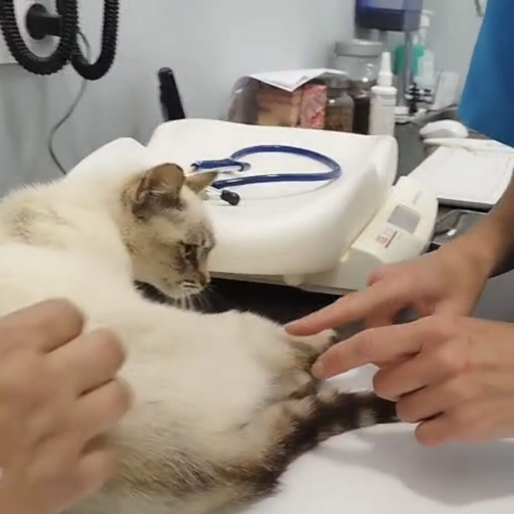 Kitten in Not