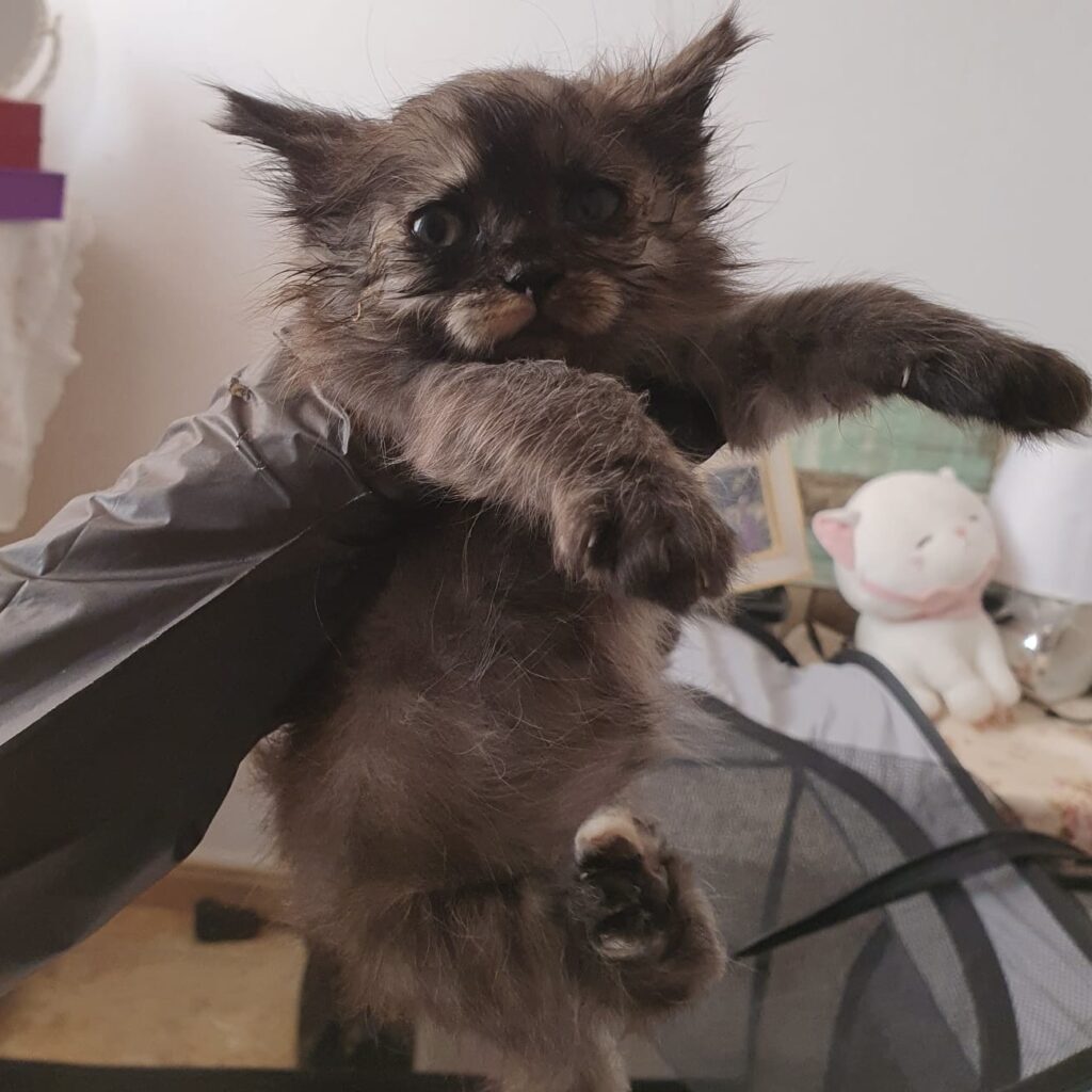 Kitten in Not