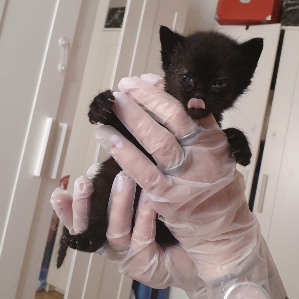Kitten in Not
