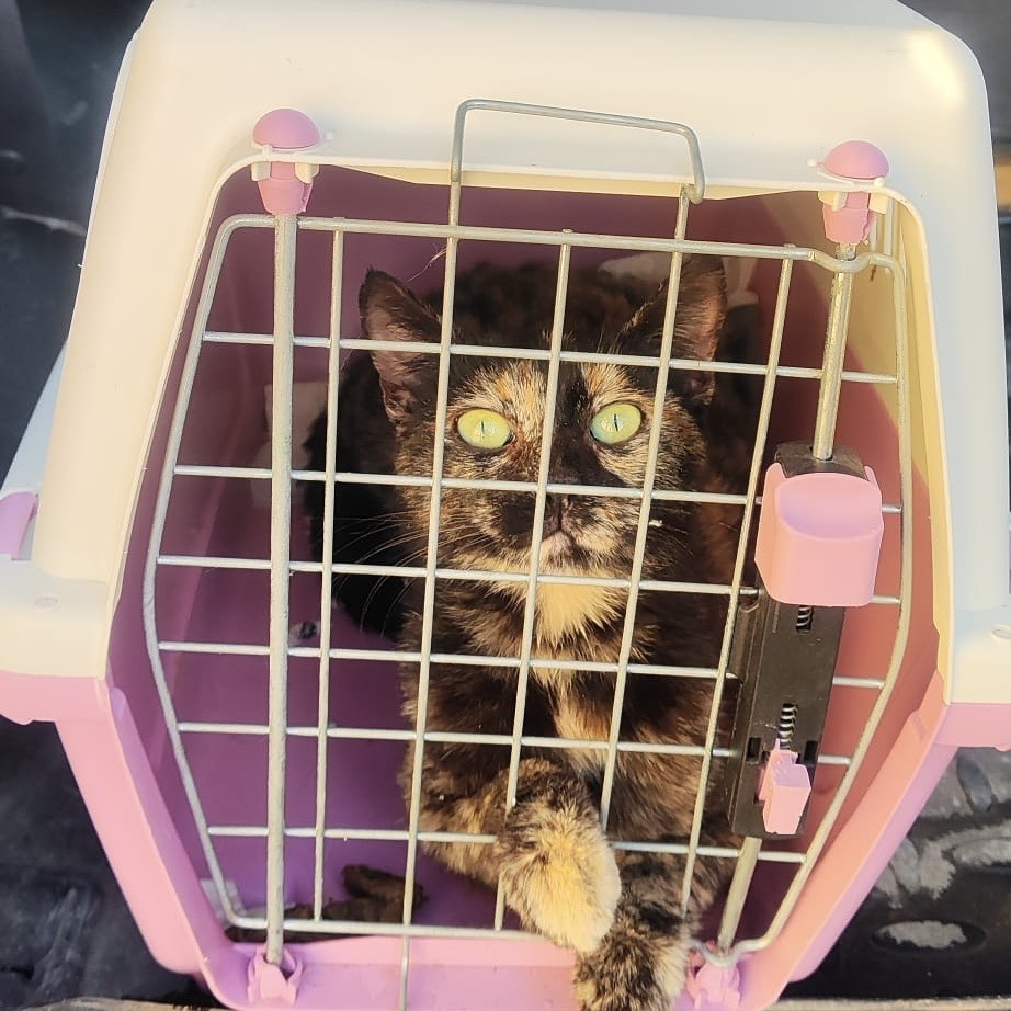 Kitten in Not