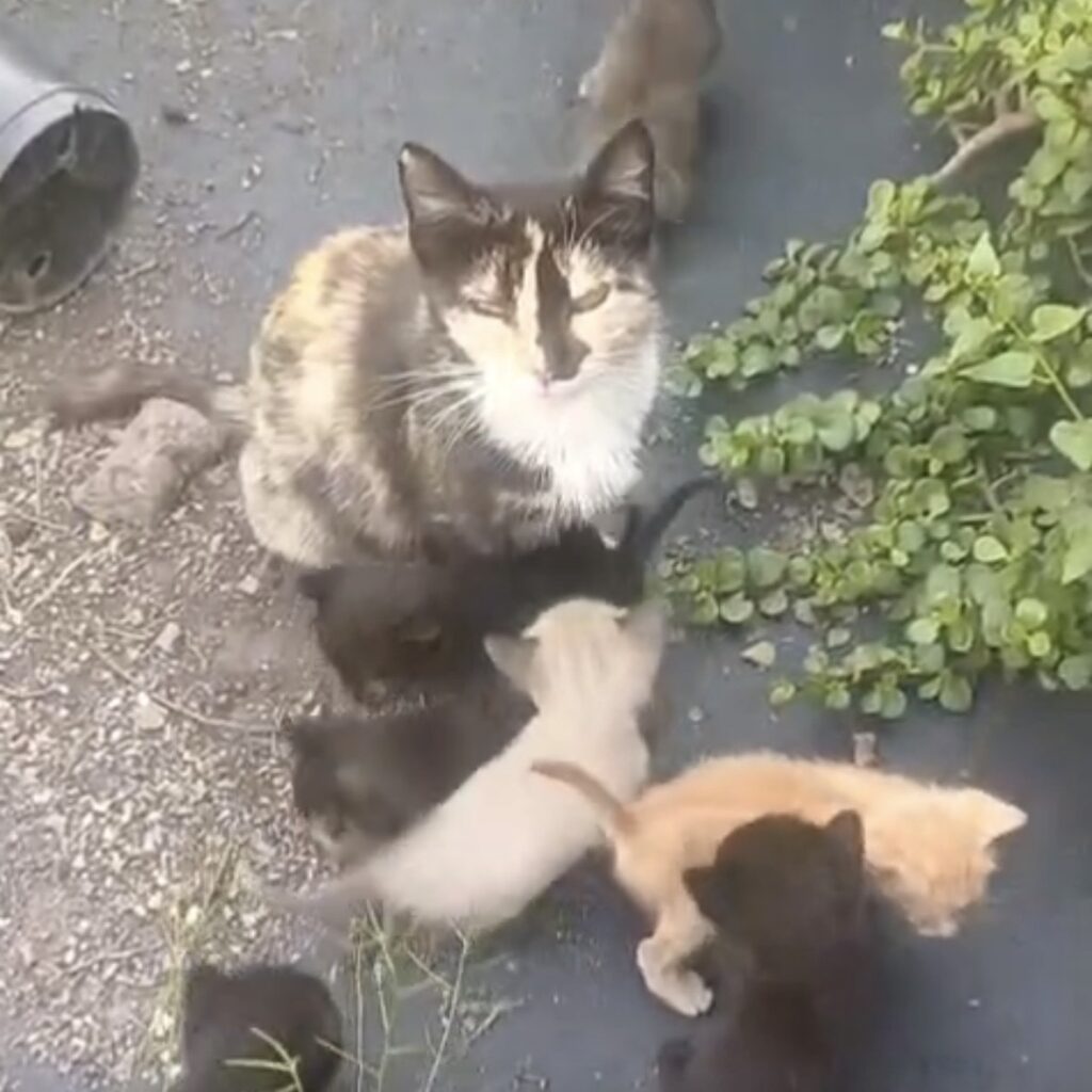 Kitten in Not